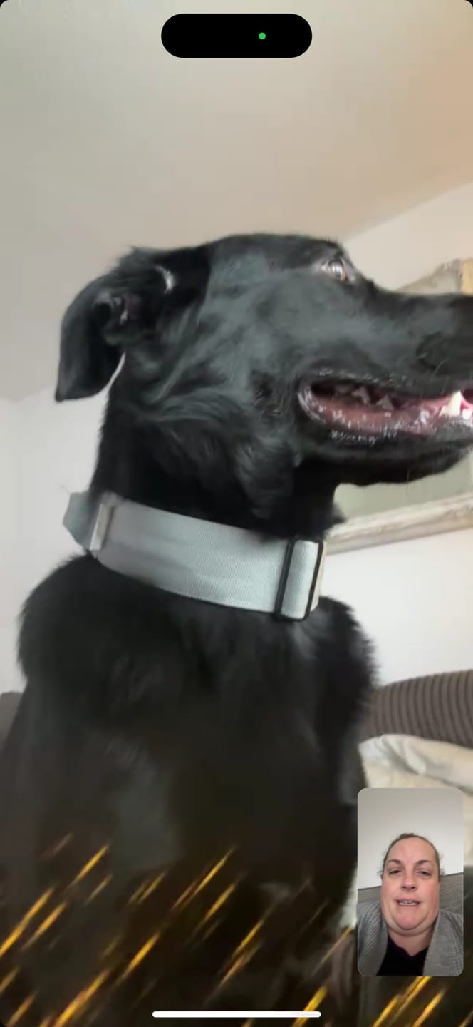 Customer photo review of 5cm Combat® Collar | With Handle & Secure Clip - Metal Grey