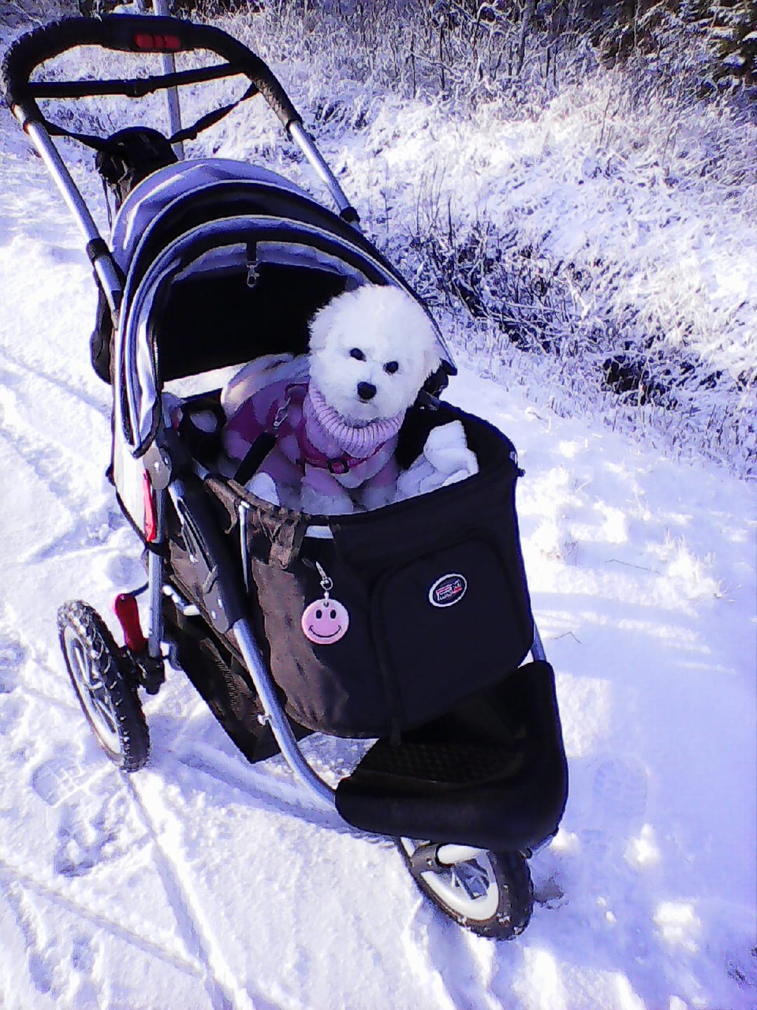 Customer photo review of Comfort EFA ECO lemmikkirattaat