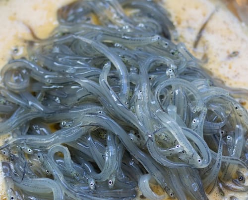 Customer photo review of Whitebait NZ (Westcoast)