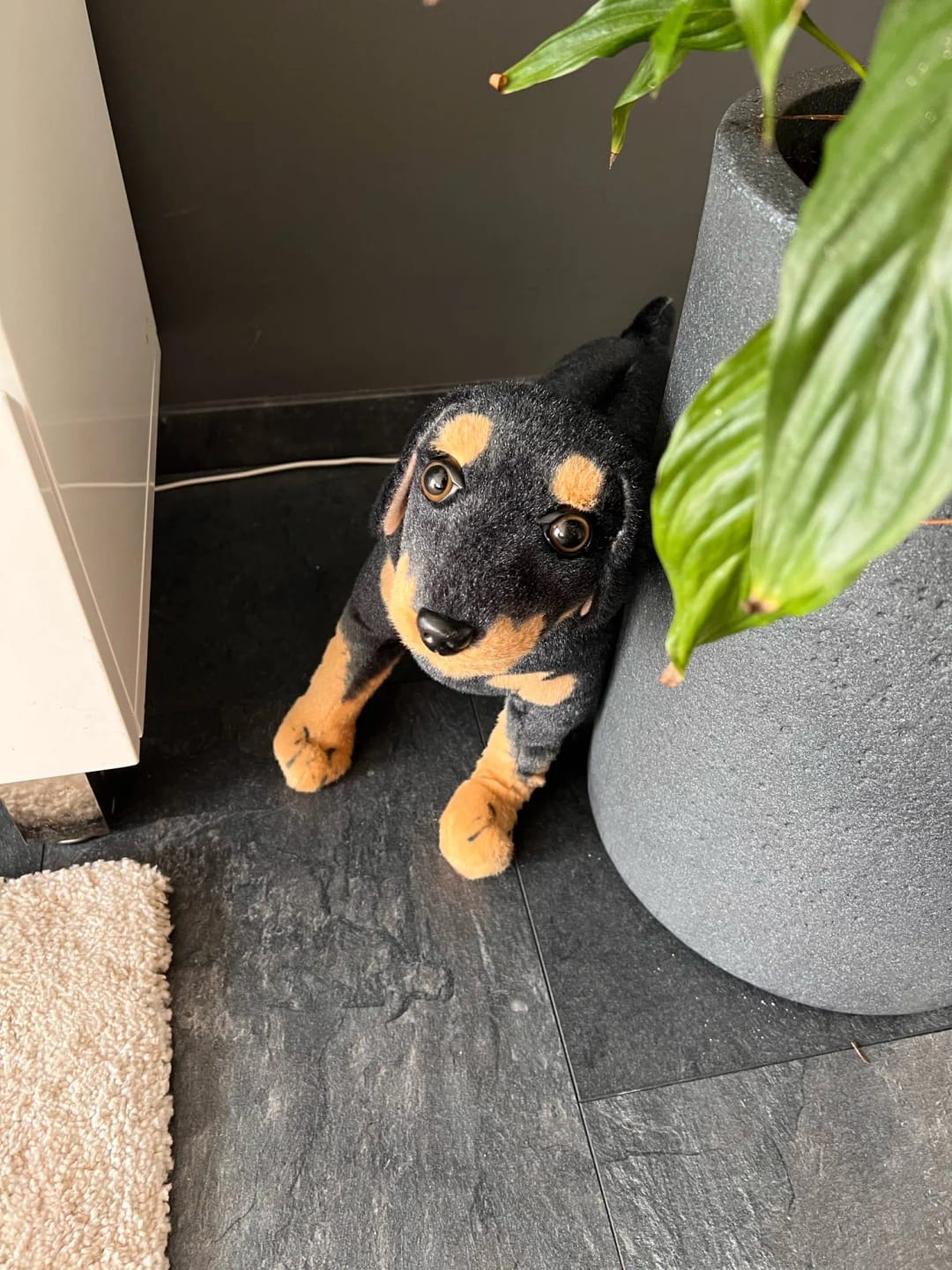 Customer photo review of Peluche Rottweiler Dog