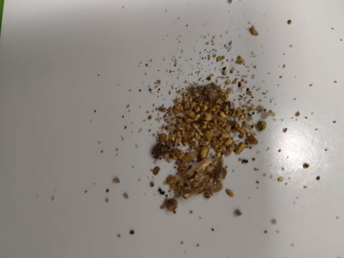Customer photo review of 5 Lb. Rich Gold Paydirt Unsearched Concentrate BOGO