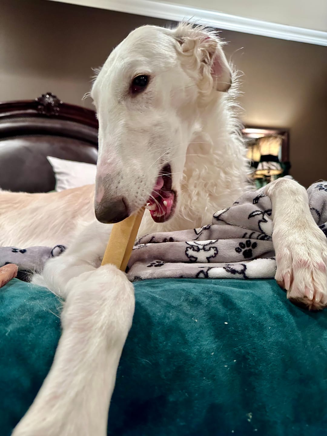 Customer photo review of Himalayan Yak Chew (EXTRA LARGE)