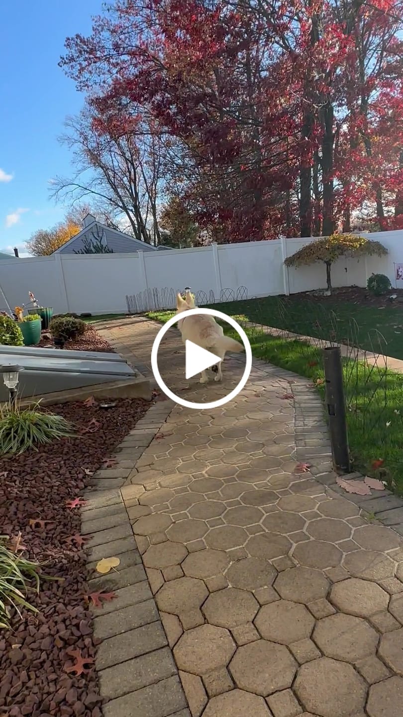Customer video review of Hook & Loop Patch For Harness