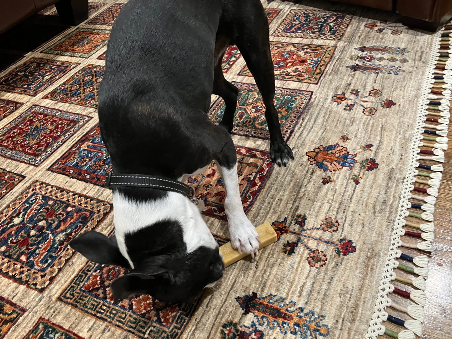 Customer photo review of Himalayan Yak Chew (MEDIUM)
