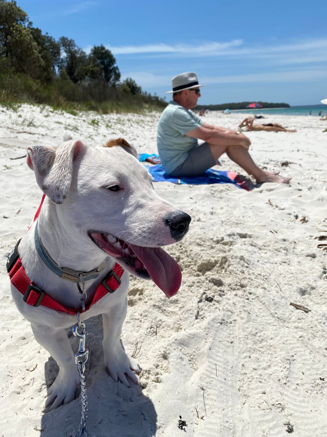 Customer photo review of Hemp & Organic Cotton Dog Collar ~ Denim