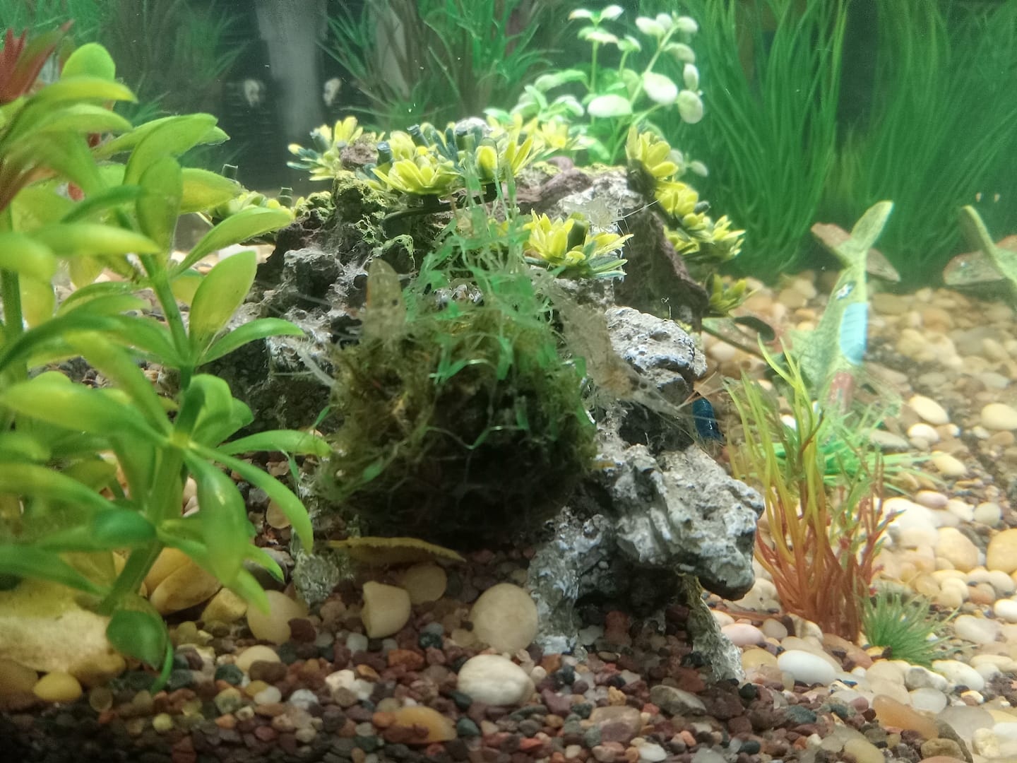 Customer photo review of Java Moss (Golf Ball Size)