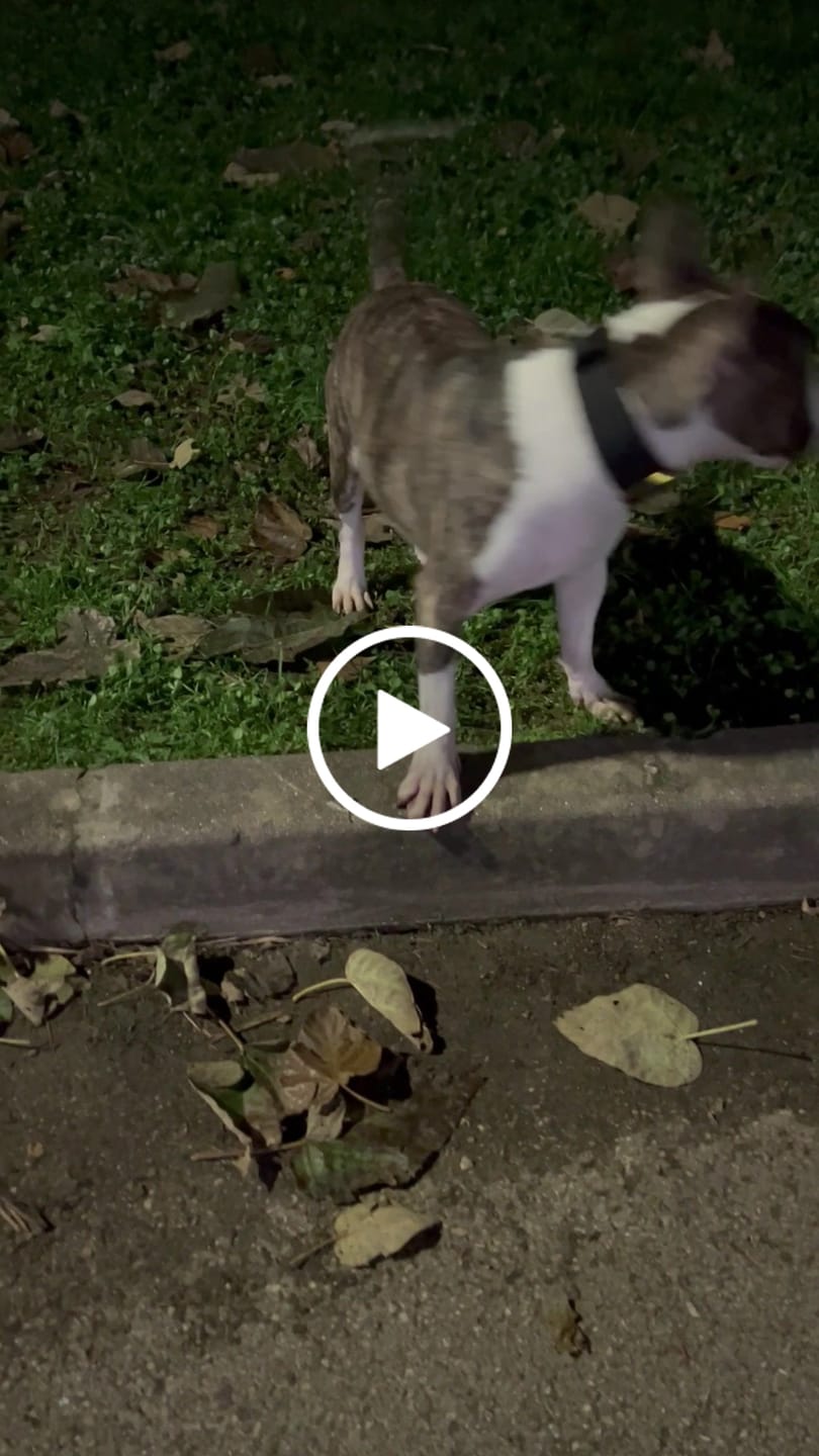 Customer video review of 5cm LIGHTER Combat® Collar | With Handle Rated Clip - Black, Yellow & Gold