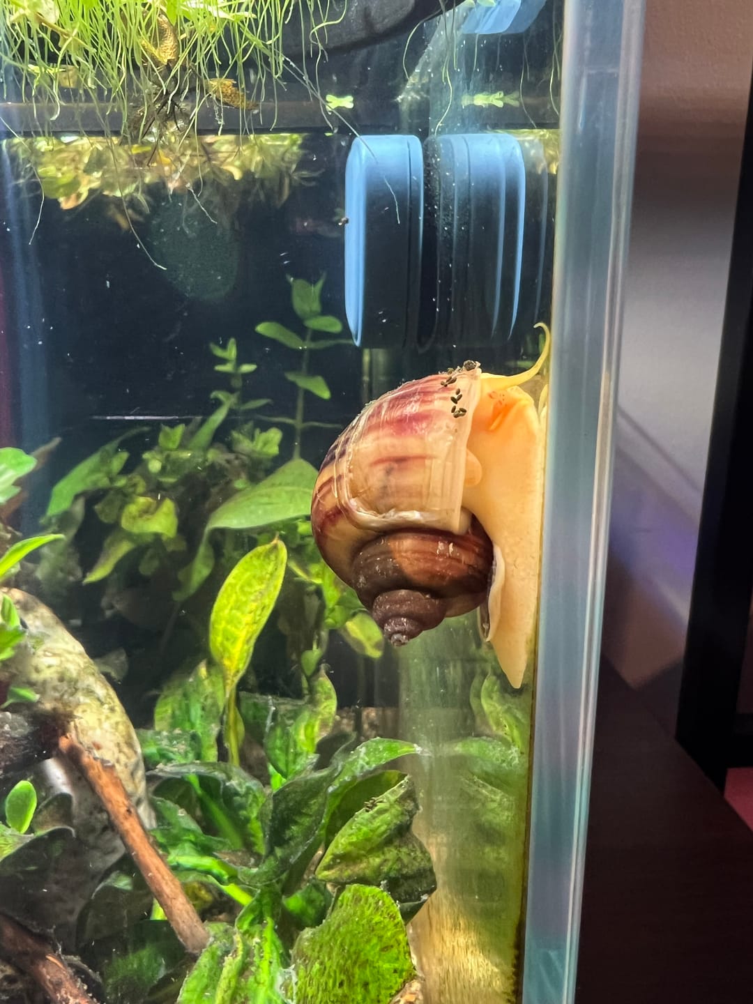 Customer photo review of Albino Mystery Snail