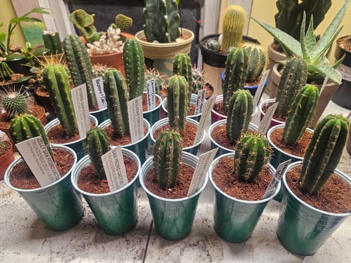 Customer photo review of Trichocereus Hybrid Variety Packs | Cactus Collector Variety Packs