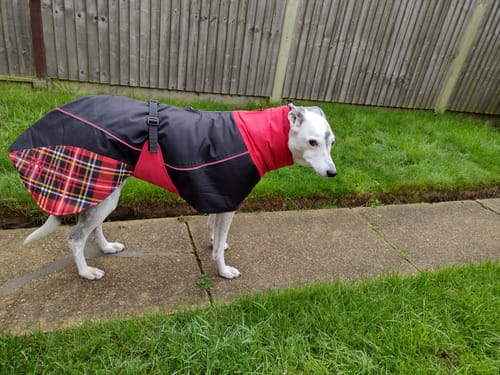 Customer photo review of Felton - Sighthound Coat with Underbelly and Harness Hole