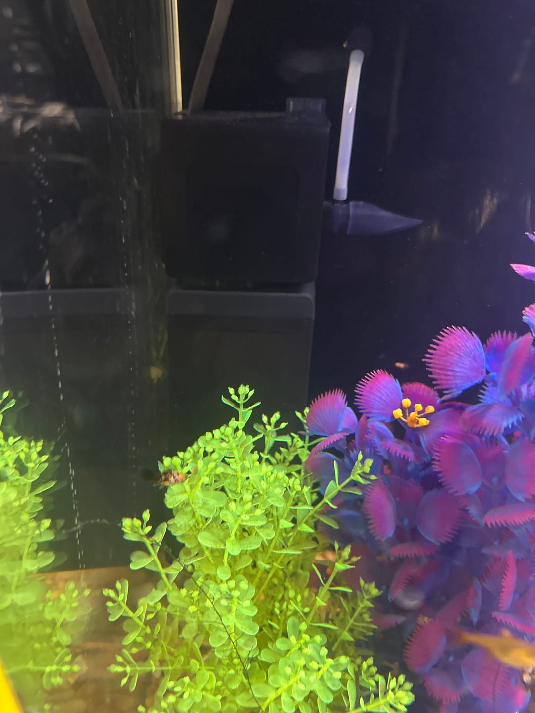 Customer photo review of Shark PRO