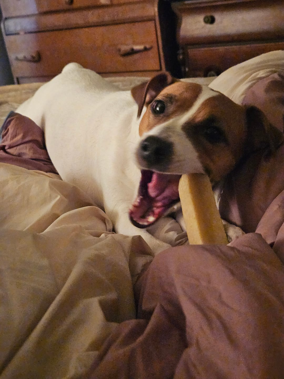 Customer photo review of Himalayan Yak Chew (MEDIUM)