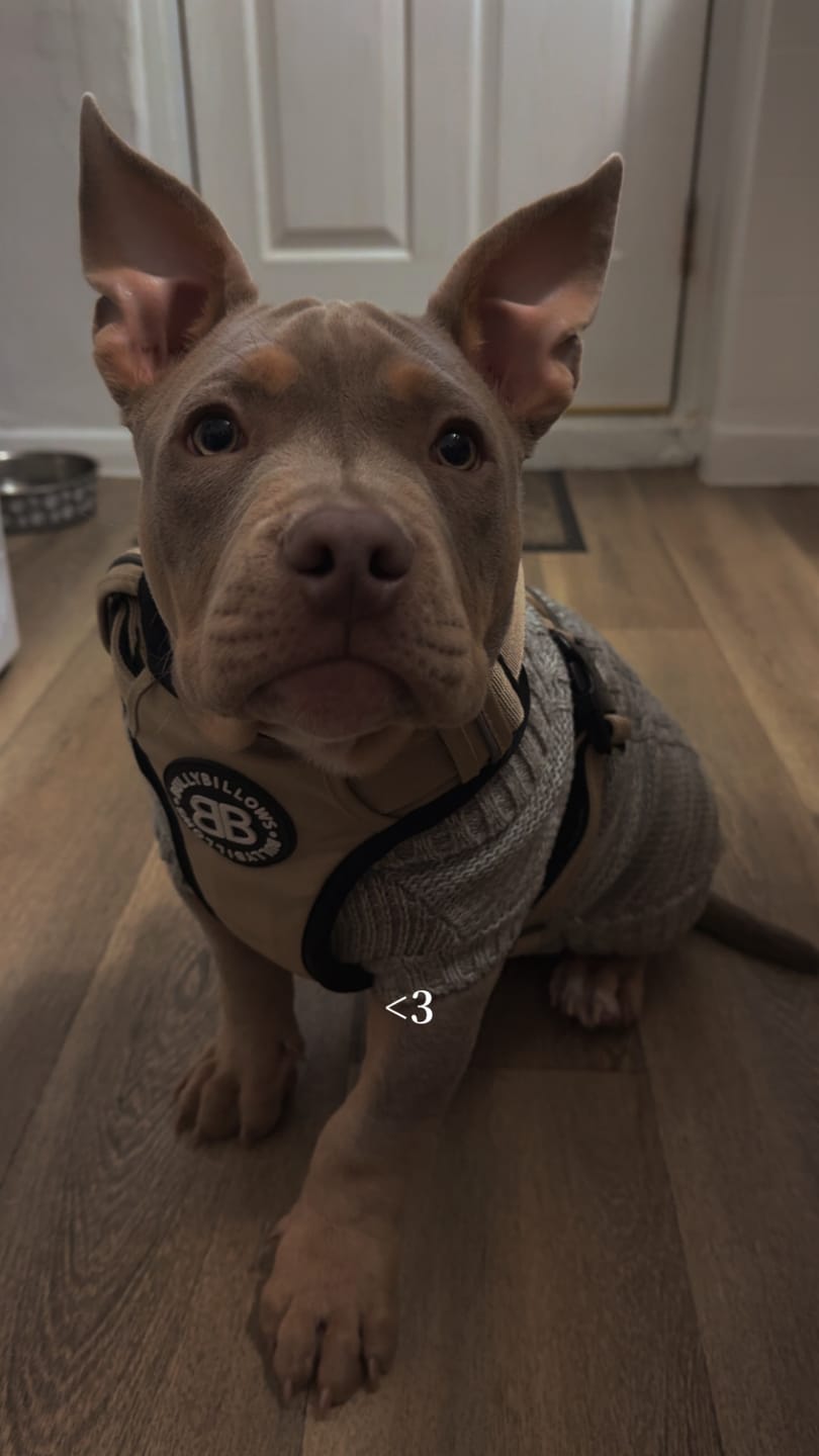 Customer photo review of Comfort Premium Harness | Non Restrictive - Tan