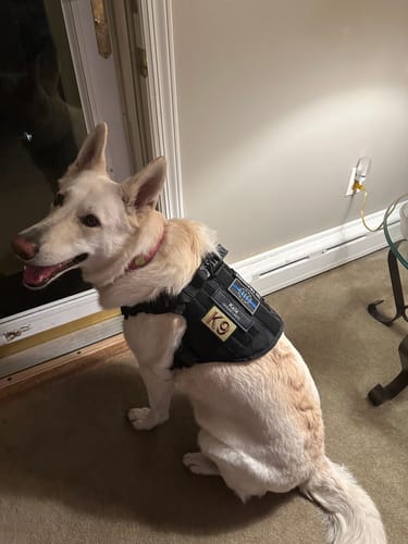 Customer photo review of Classic Heavy-Duty Tactical No-Pull Team K9™ Dog Harness With Front & Back D-Rings, Quick-Release Metal-Buckles, Hook & Loop Panels, & Top Handle