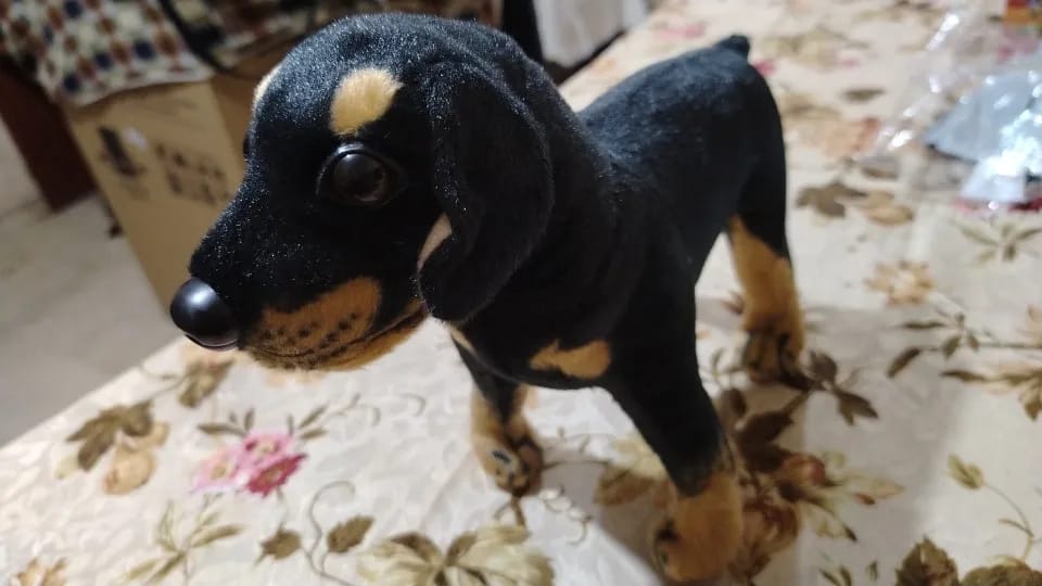 Customer photo review of Peluche Rottweiler Dog
