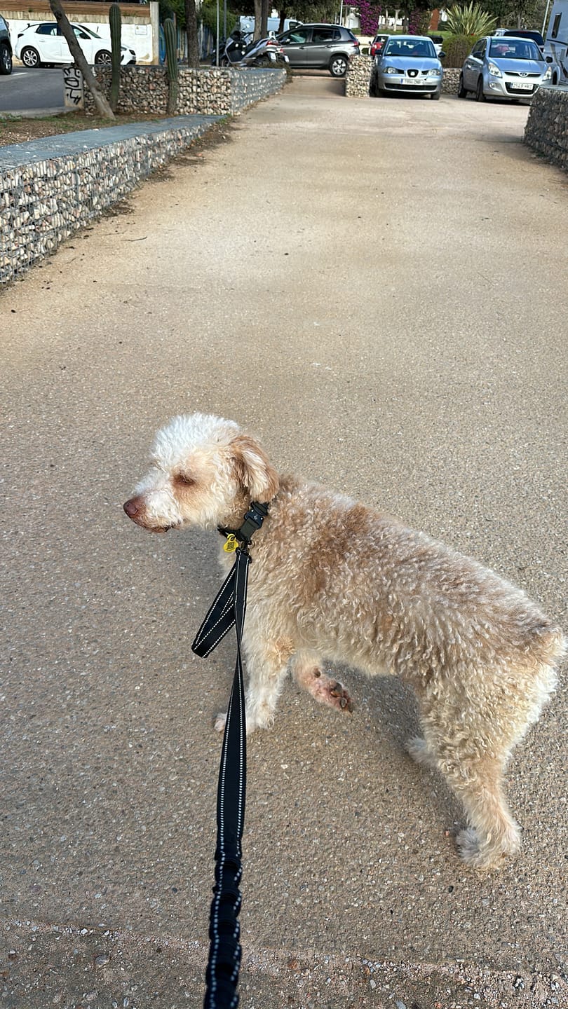 Customer photo review of Keepaws™ Tactical Leash