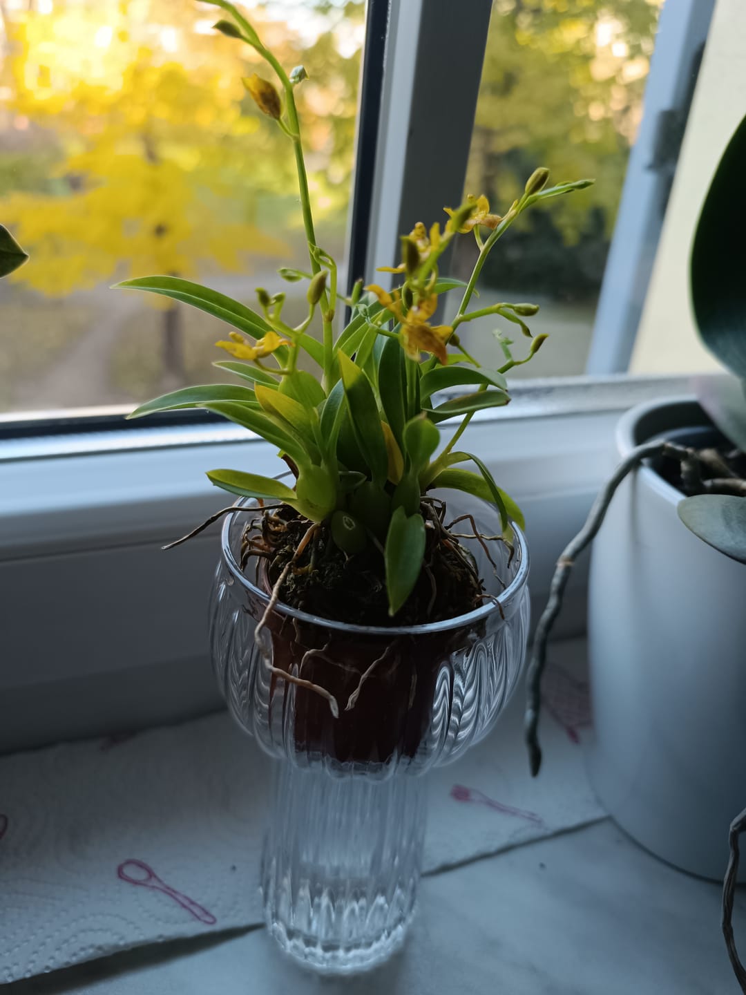 Customer photo review of Mini-Duft-Orchidee Cyrtochilum meirax mit gelben Blüten und 2+ Rispen
