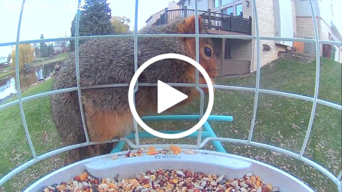 Customer video review of Birdfy Shield - Bird Feeder Shield