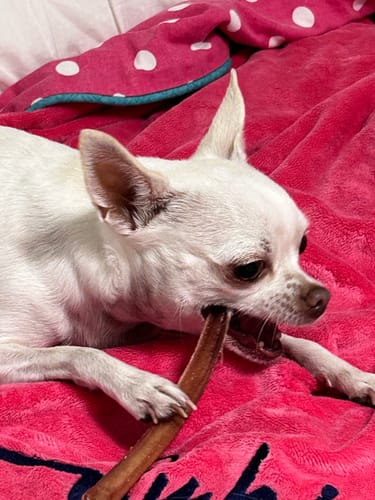 Customer photo review of Thin Bully Sticks - 6 Inch