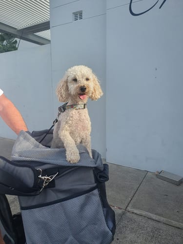 Customer photo review of All In One Pet Carrier Bag | Dog Bike Basket | Backpack for Dogs & Cats | Car Booster Seat