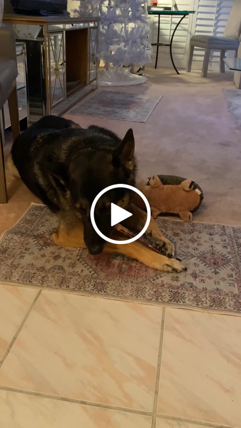 Customer video review of 12 Inch Beef Jerky Stick