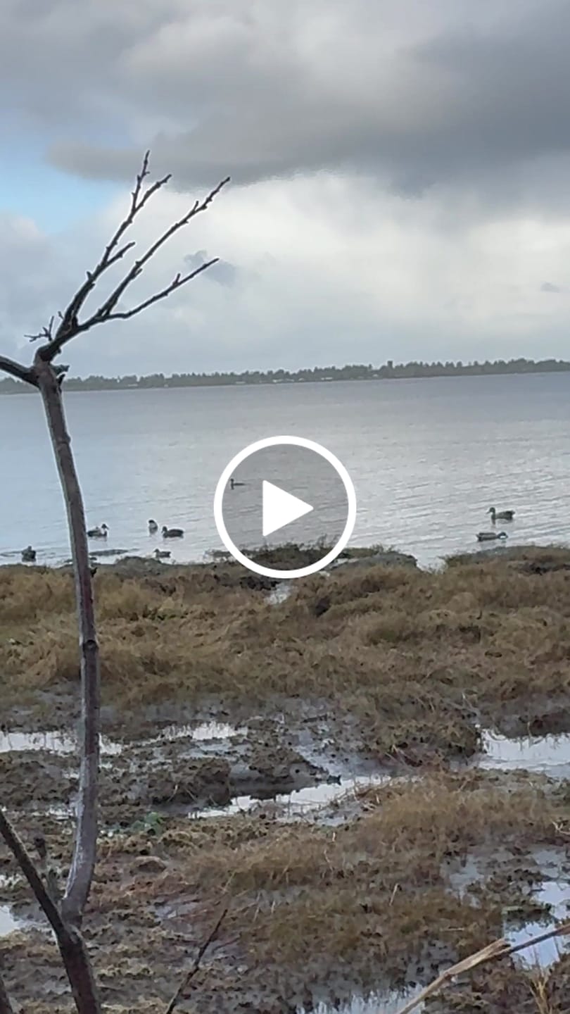 Customer video review of Tidewe Panel Blind Waterfowl Duck Hunting Blind
