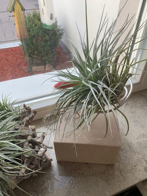 Customer photo review of Tilly Xylo - Gigant