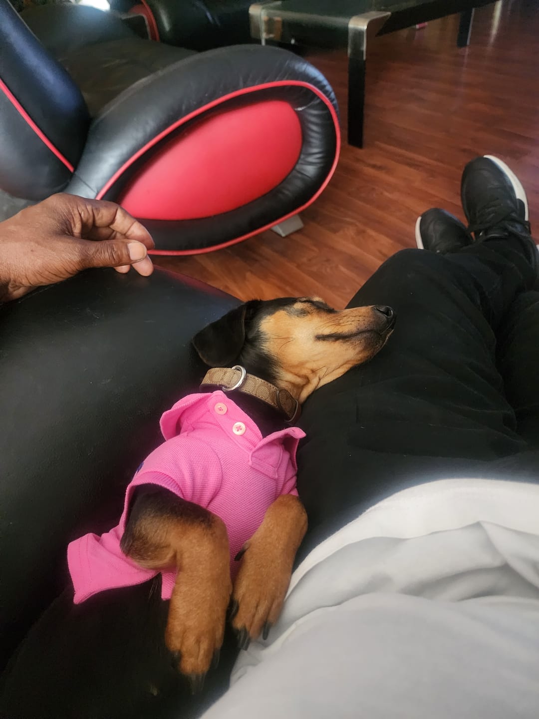 Customer photo review of Polo Ralph Lauren Big-Pony Mesh Dog Polo Shirt