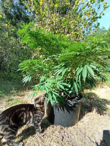 Customer photo review of NEU!! Cali Genetics Forbidden Runtz 27,5% THC 🌱 fast flowering