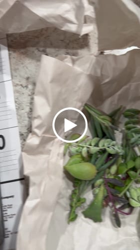 Customer video review of Assorted Succulent Cuttings