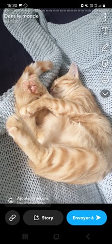 Avis photo d'un client sur Croquettes Chat Stérilisé Sans Céréales - Saumon