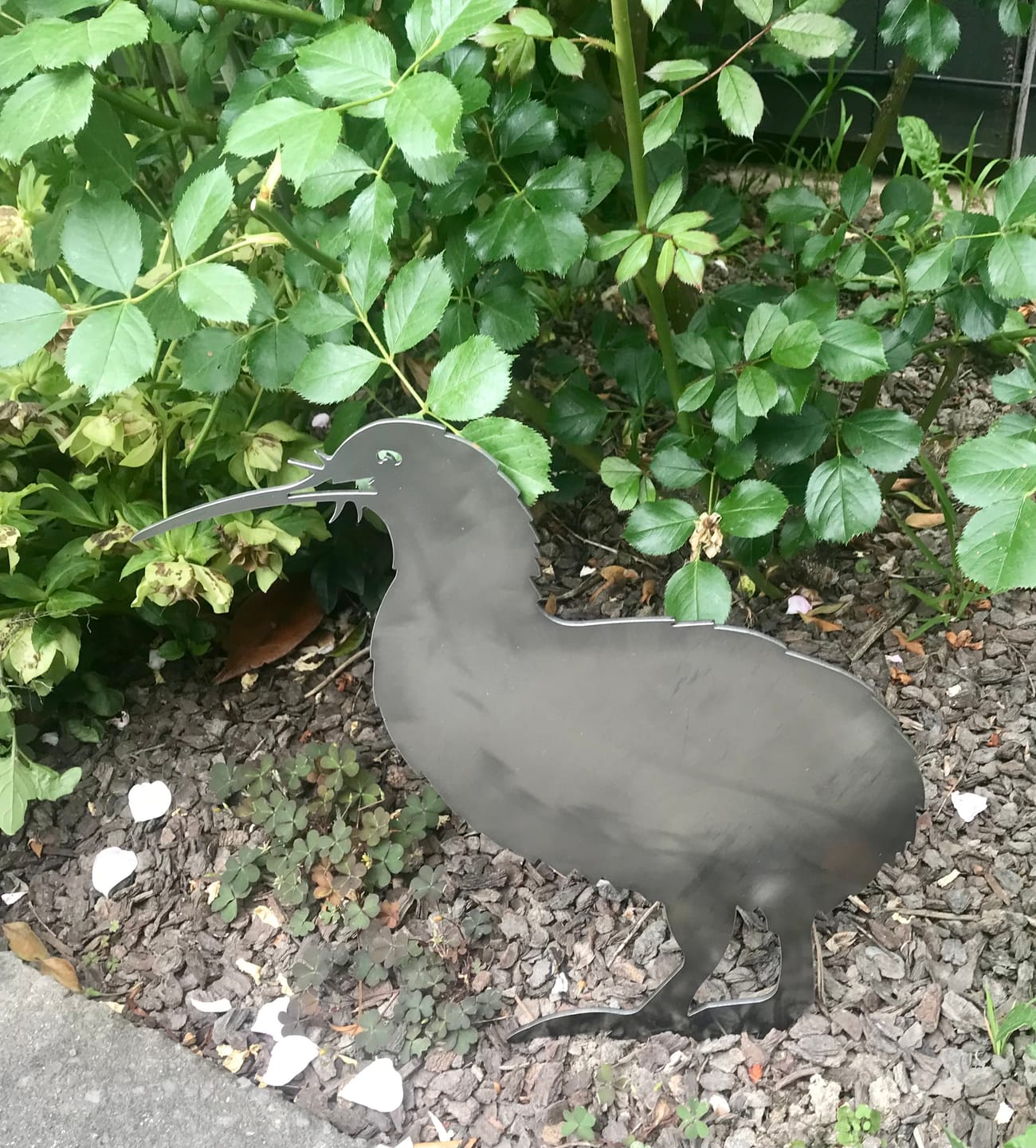 Customer photo review of Brown Kiwi
