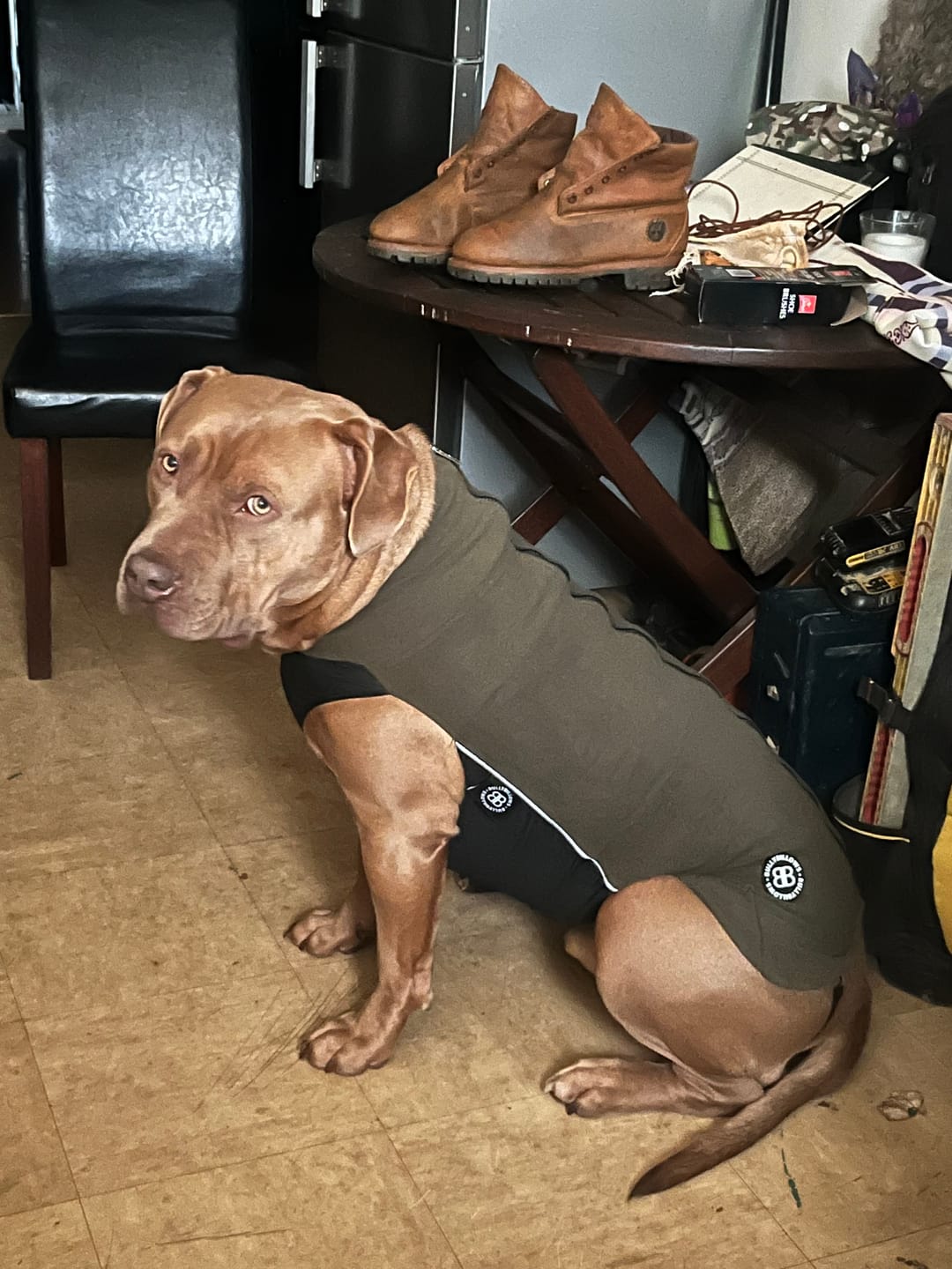 Customer photo review of Dog Fleece With Zip - Khaki