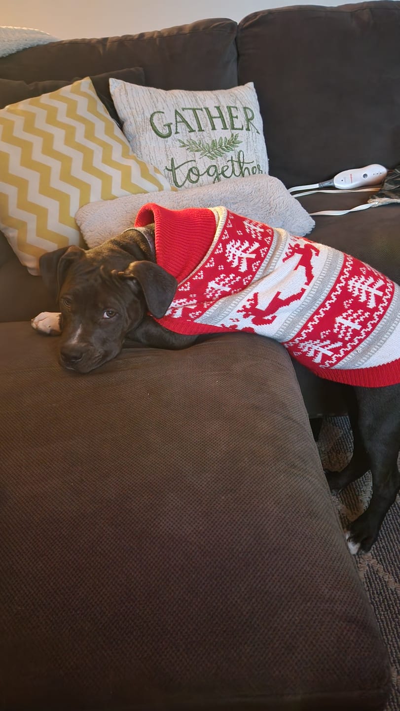 Customer photo review of Christmas Dog Knit Sweater