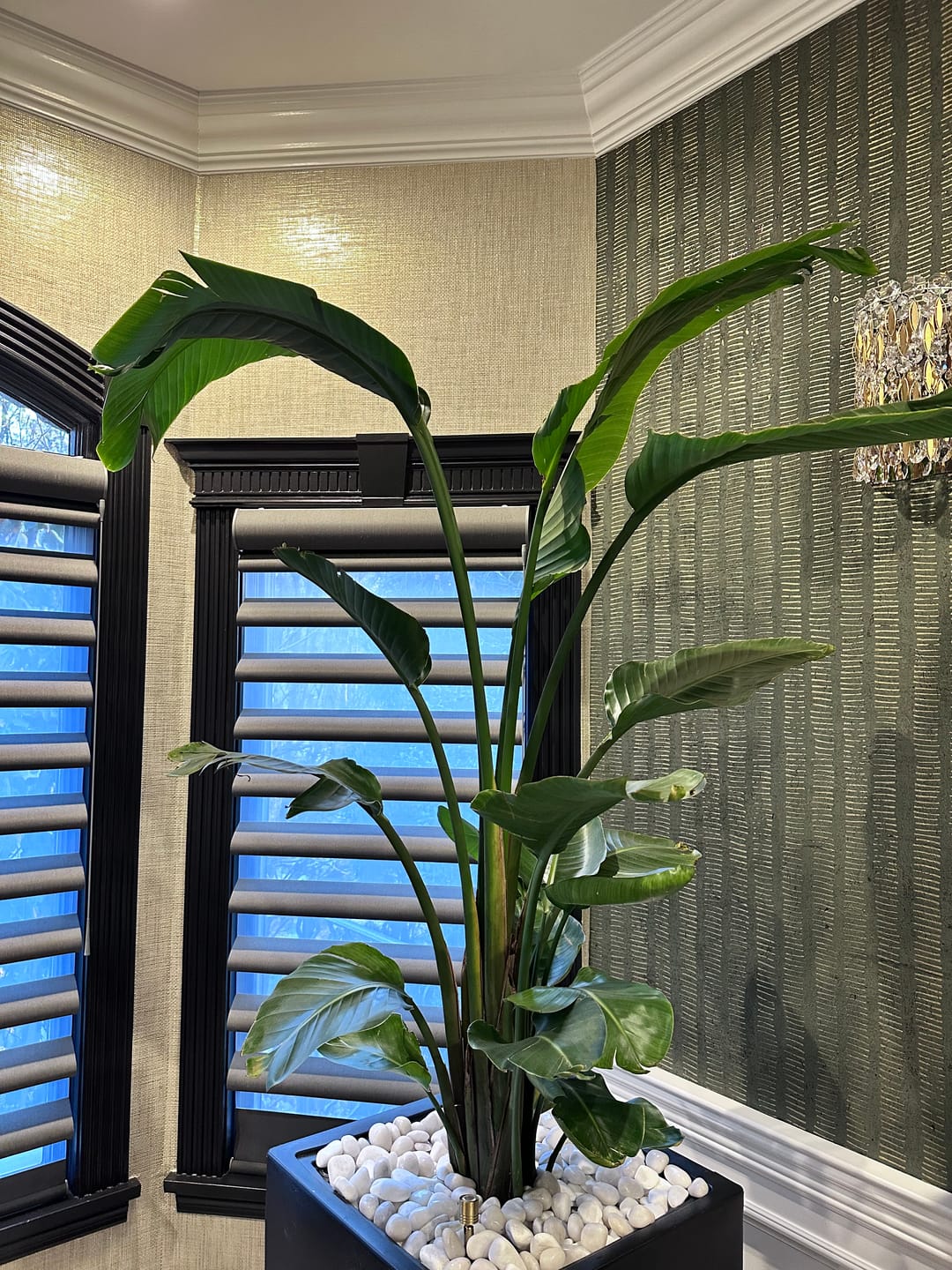 Customer photo review of Fiddle Leaf Fig (Ficus Lyrata)