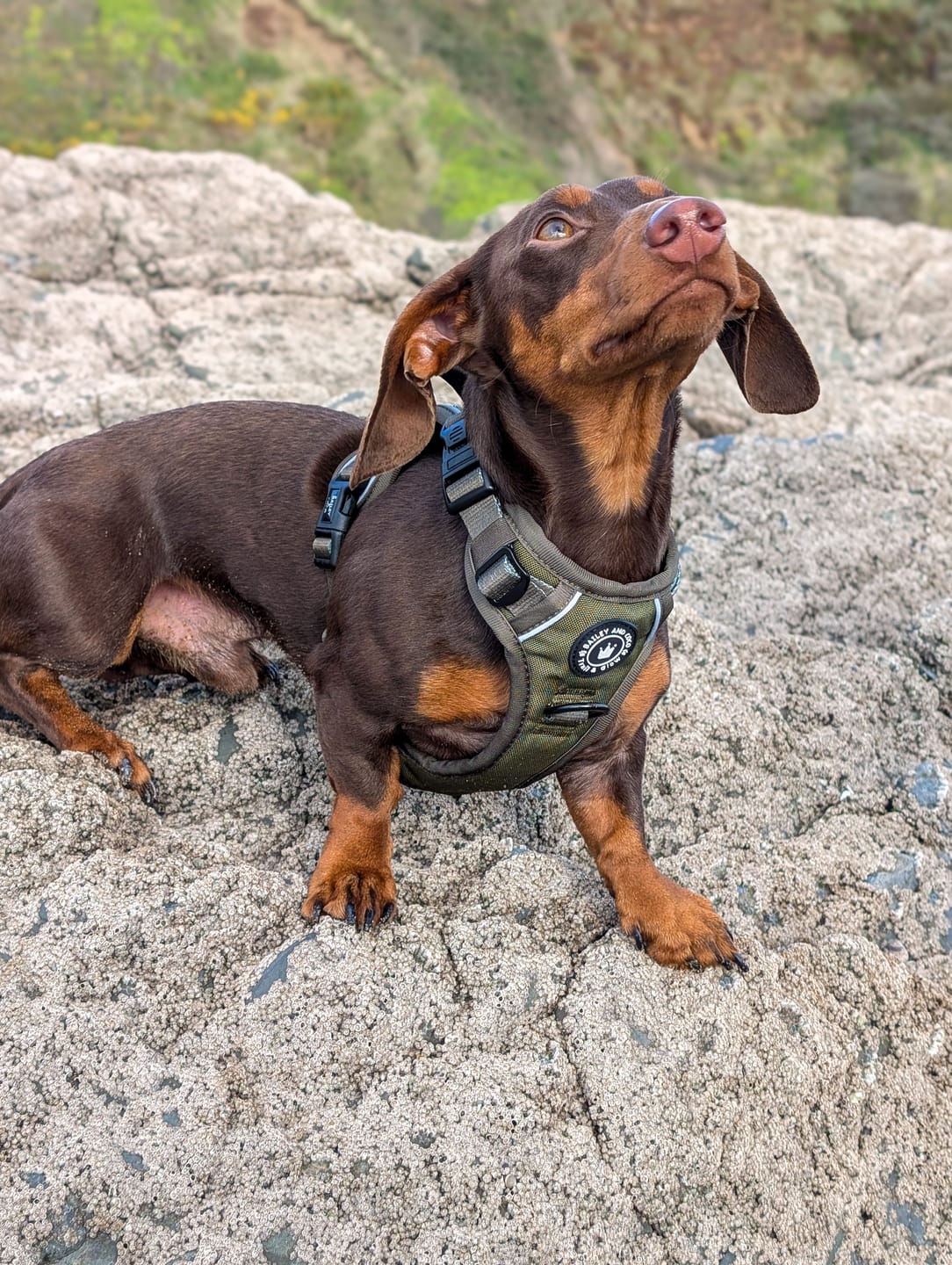 Customer photo review of Trail & Glow® Dog Harness - The Khaki One