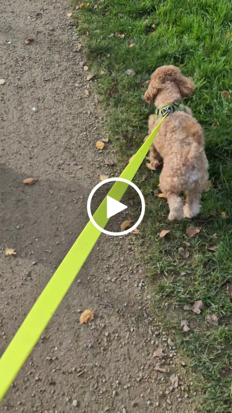 Customer video review of Boomerang Harness - XS-M Breeds - Carminerose