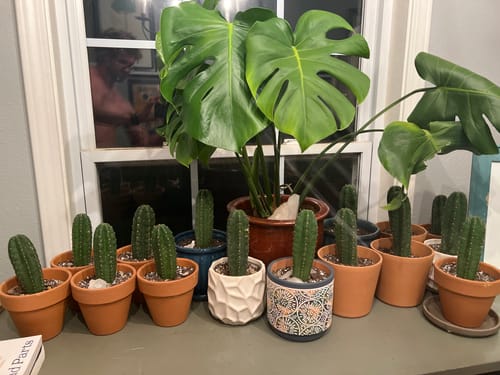 Customer photo review of San Pedro Cactus | Trichocereus (Echinopsis) Pachanoi