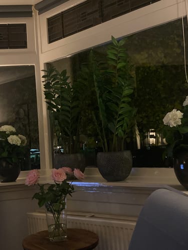 Customer photo review of Zamioculcas Kunstplant 90cm