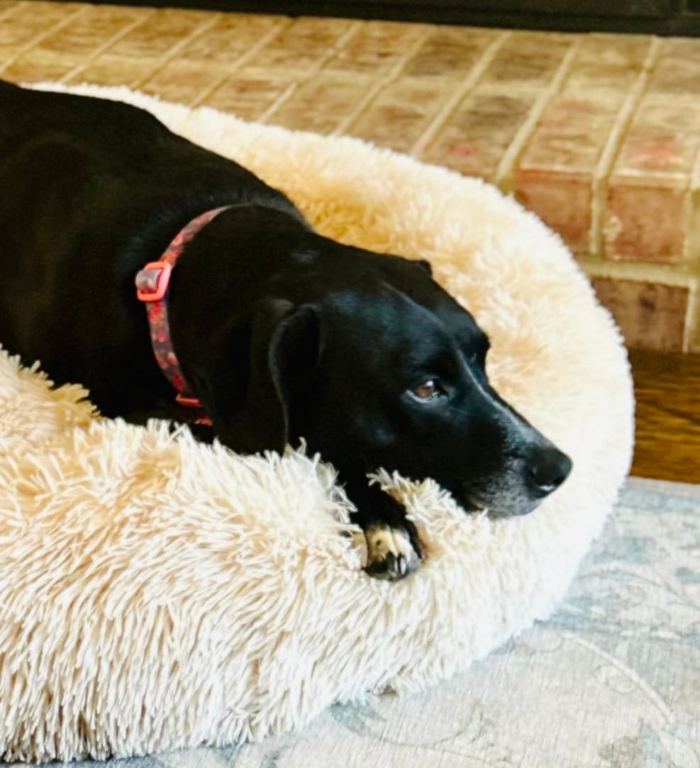 Customer photo review of Calming Dog Bed