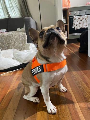 Customer photo review of Dog Harness