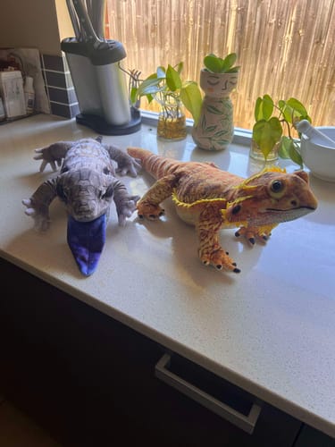 Customer photo review of Blue Tongue Plushie