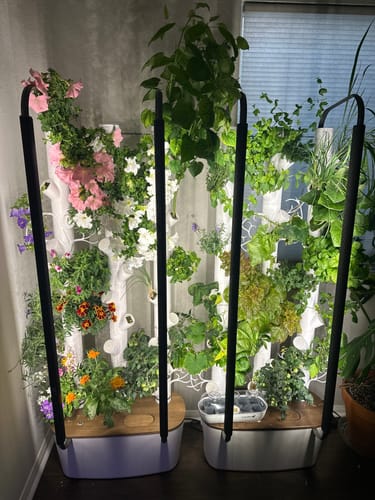 Customer photo review of Houseplant Pest Spray