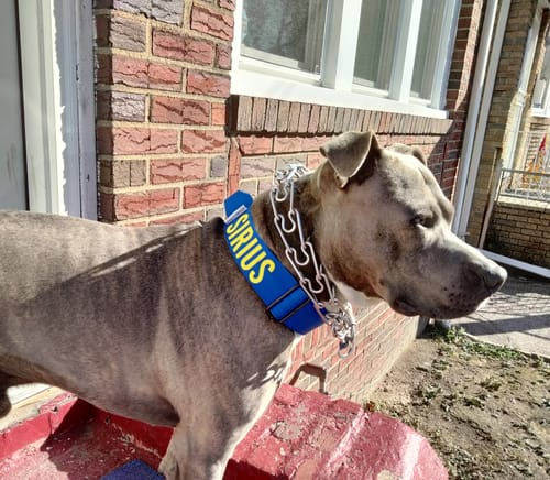 Customer photo review of Blue Bully Proof Collar