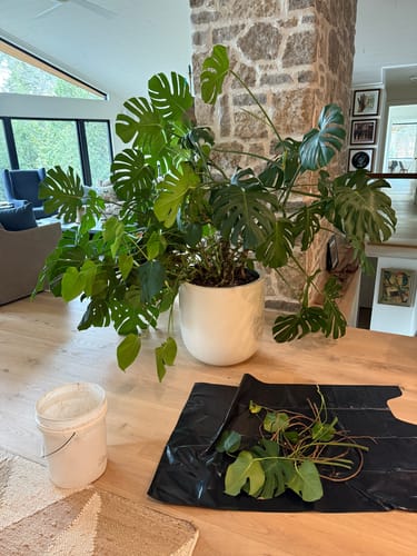Customer photo of The Original Bendable Moss Pole™ - Best Seller (Pins Included) from Judy D.