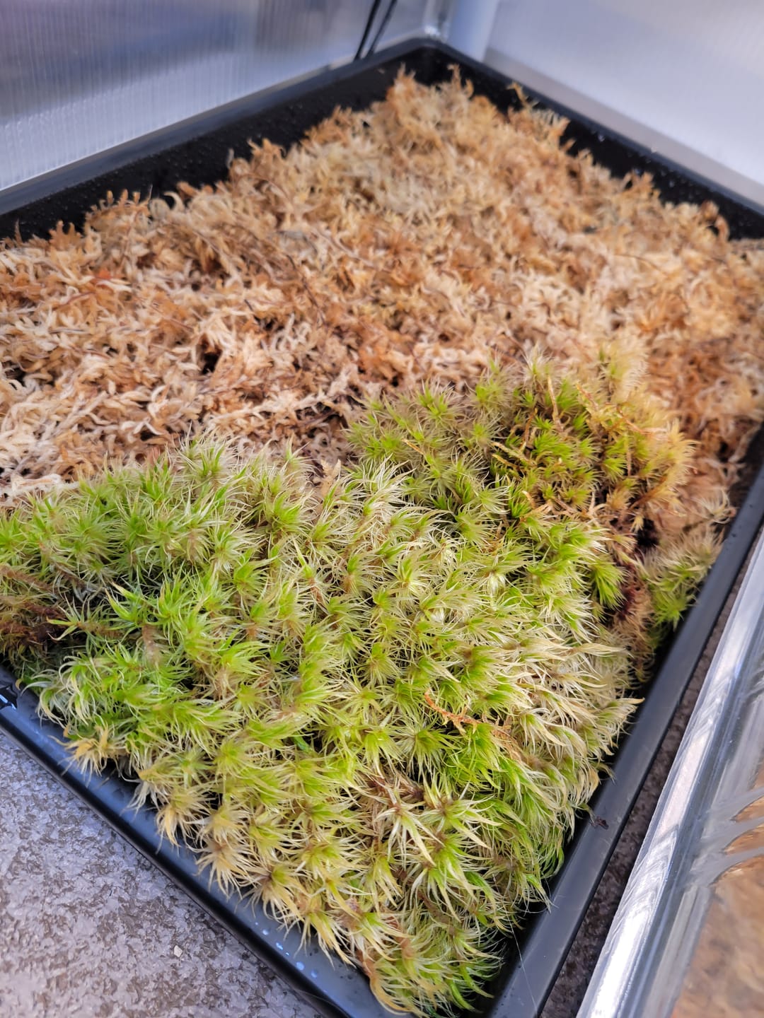Customer photo review of Mood Moss - Revita-Moss (Dicranum)