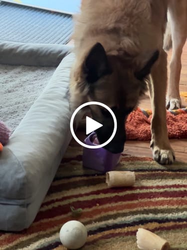 Customer video review of Freezbox - Super Tough Treat Toy