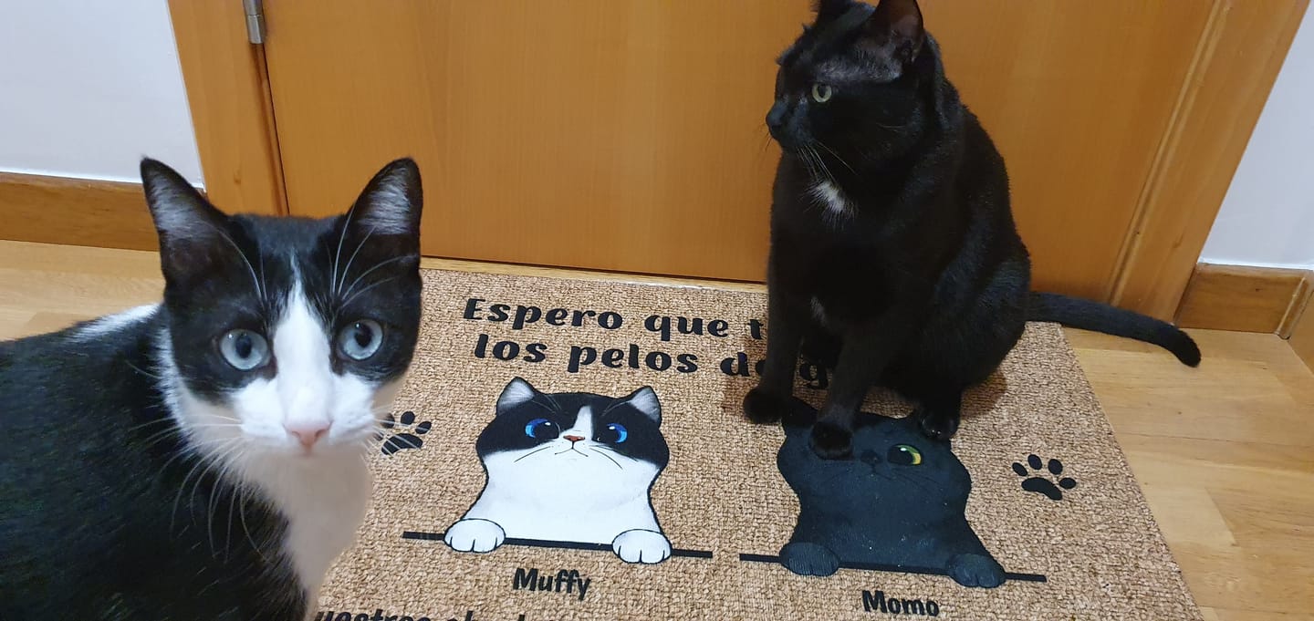 Customer photo review of Bienvenidos a lo de gatos curiosos - Felpudo personalizado