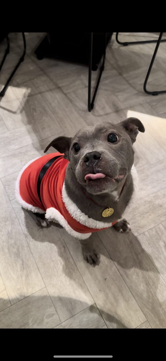 Customer photo review of Staffordshire Bull Terrier 1935® Santa Suit