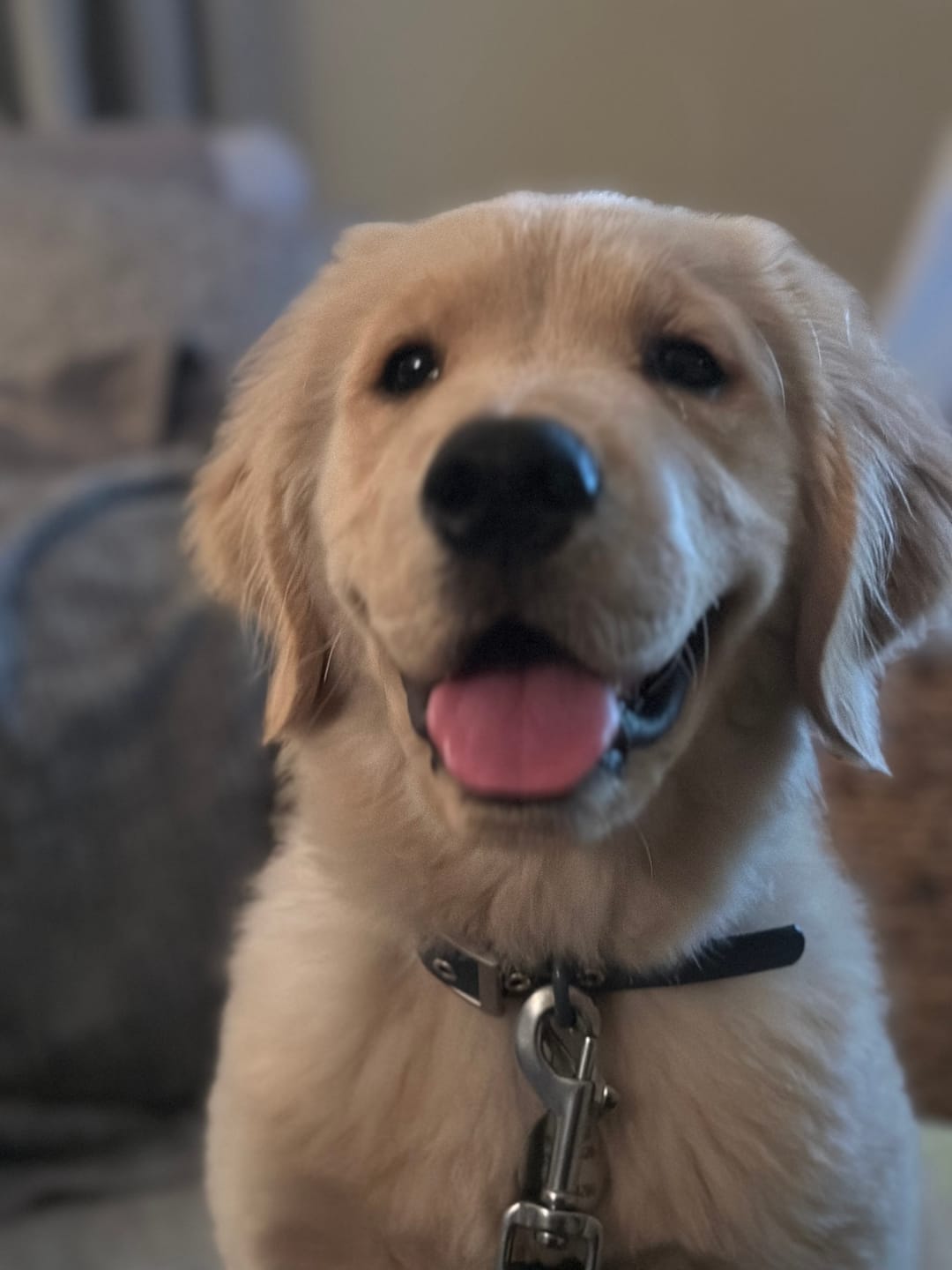 Customer photo review of Solace Waterproof Dog Collar